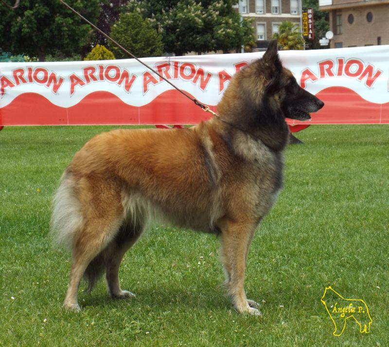 CHCEPPB.CHE. Maya D�Aquivelt EXC1 Clase Campeones hemrbas MR y BIS